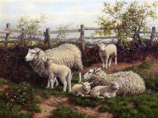 Dixon Clark (1849-1944) Sheep beside a fence 18 x 24in.